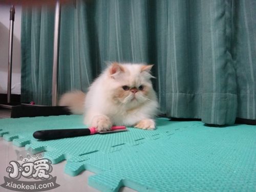 喜馬拉雅貓尿結石怎么辦 貓咪尿結石解決辦法