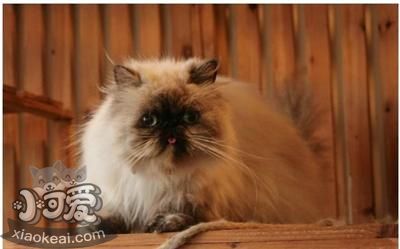 喜馬拉雅貓咳嗽怎么辦 貓咪咳嗽的診斷方法