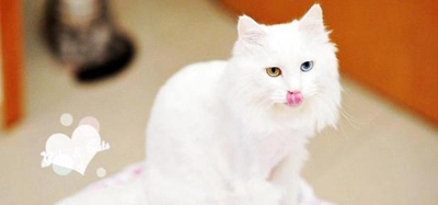 喜馬拉雅貓咳嗽怎么辦 貓咪咳嗽的診斷方法