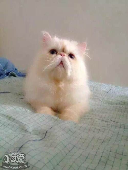 喜馬拉雅貓得了皮膚病怎么辦 貓咪皮膚病預防方法