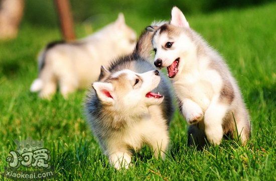 哈士奇怎么養 西伯利亞雪橇犬飼養方法1