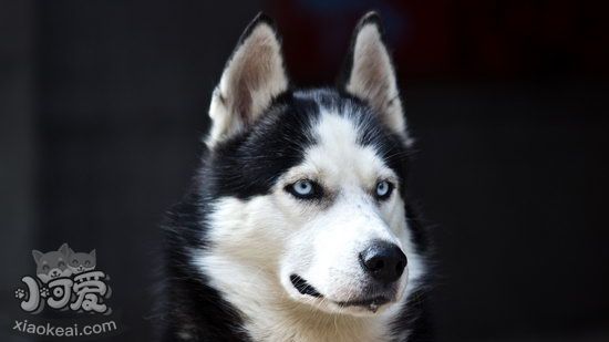 哈士奇皮膚病怎么辦 哈士奇皮膚病治療方法1