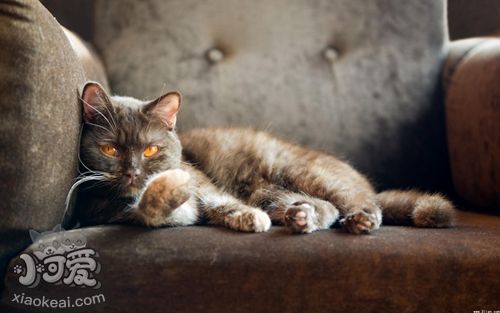 美國短毛貓流口水怎么辦 美短流口水解決辦法