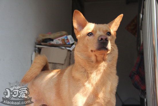 中華田園犬怎么喂養 中華田園犬喂養注意事項1