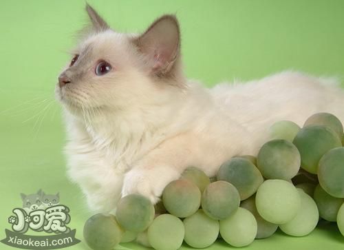 山東獅子貓得乳腺腫瘤怎么辦 貓咪乳腺腫瘤治療方法