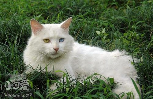 山東獅子貓有血尿是為什么 貓咪有血尿原因介紹