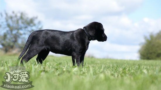 拉布拉多亂吠叫怎么糾正 拉布拉多停止亂吠叫糾正方法1