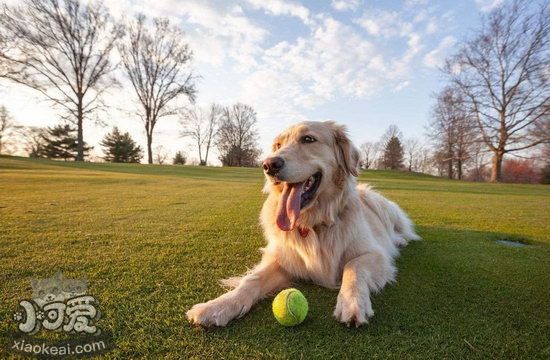 怎么訓練拉布拉多裝死 拉布拉多裝死訓練心得1