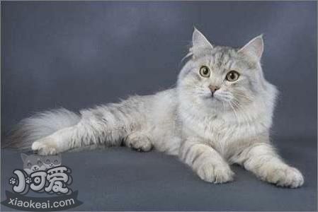 西伯利亞貓怎么治療貓癬 貓癬治療手段