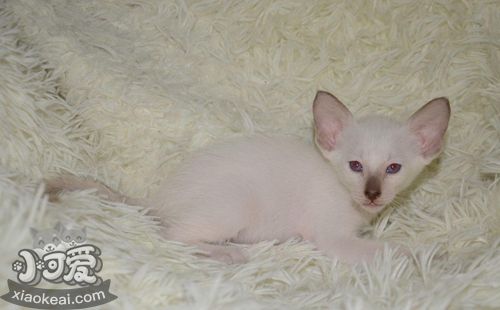 東方短毛貓尿道阻塞怎么辦 貓咪尿道堵塞解決辦法