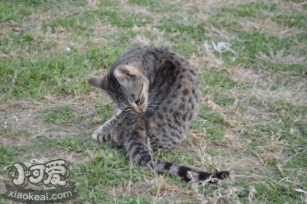 埃及貓吃什么驅蟲藥 埃及貓驅蟲方法