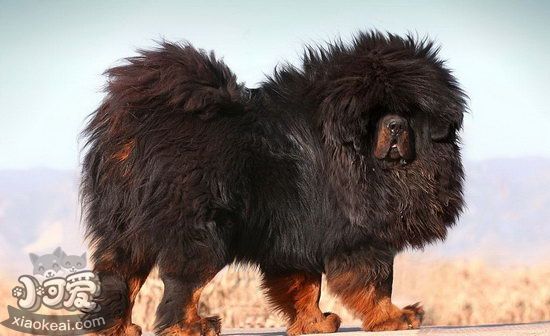 藏獒吃什么食物 藏獒狗糧選擇注意事項1