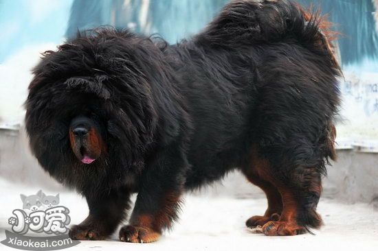小藏獒怎么養 藏獒幼犬飼養心得2