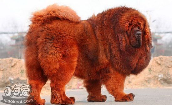 藏獒吃什么長的好 藏獒吃什么長得結實1