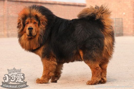 藏獒怎么養 藏獒養殖方法2