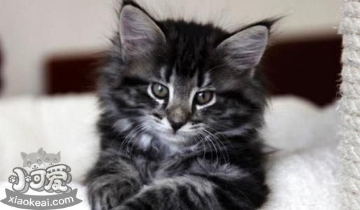 挪威森林貓幼貓感冒吃什么藥 發病原因詳解