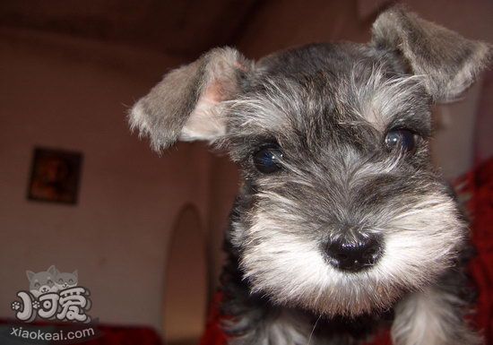 雪納瑞怎么洗澡 雪納瑞洗澡方法及注意事項