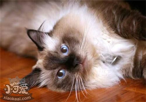 伯曼貓尿道炎吃什么藥 首先需確診