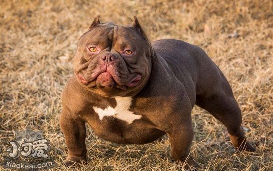 美國惡霸犬多久洗一次澡 美國惡霸犬什么時候不能洗澡