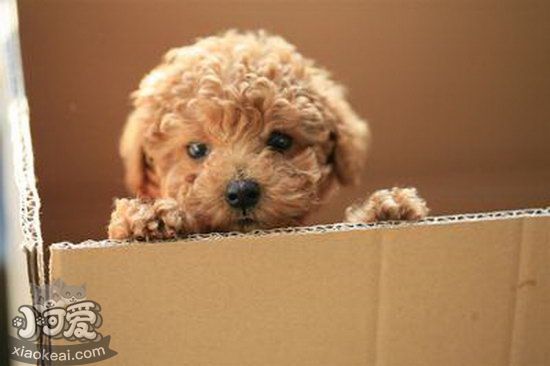 茶杯犬不能吃什么東西 茶杯犬不能吃的食物大全