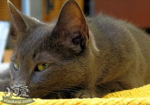 科拉特貓生病有什么表現(xiàn) 科拉特貓生病表現(xiàn)