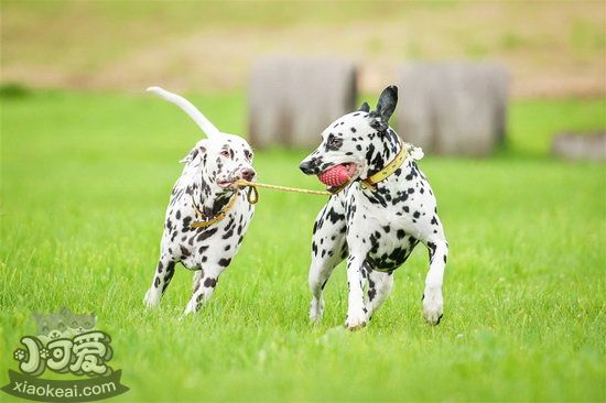 斑點狗吃什么狗糧好 大麥町犬狗糧選購推薦