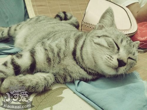 美國短尾貓口水多怎么辦 美國短尾貓口水多治療方法