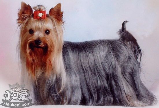 約克夏幼犬斷奶后吃什么 約克夏梗幼犬斷奶后飼養方法1