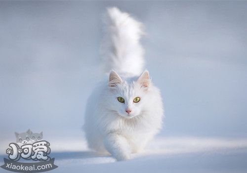 安哥拉貓睡覺抽搐怎么辦 貓咪睡覺抽搐解決辦法