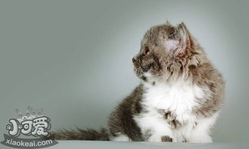 塞爾凱克卷毛貓有牙結(jié)石怎么辦 牙結(jié)石治療方法