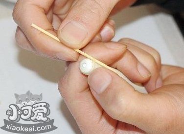 柯基怎么斷尾 柯基犬斷尾教程6