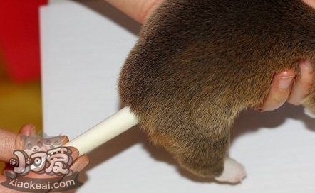 柯基怎么斷尾 柯基犬斷尾教程8