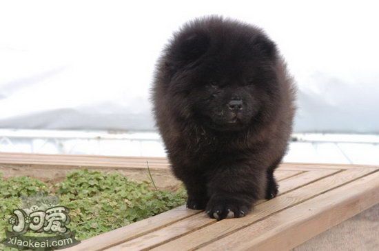 松獅犬每天要喂多少水 松獅犬喂水注意事項1