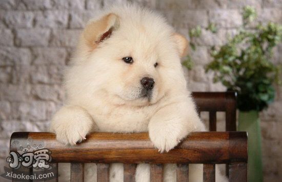 松獅犬夏天要怎么養 松獅犬夏天飼養注意事項1