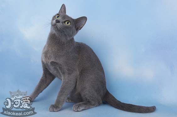 科拉特貓幽門阻塞有哪些癥狀 幽門阻塞癥狀介紹