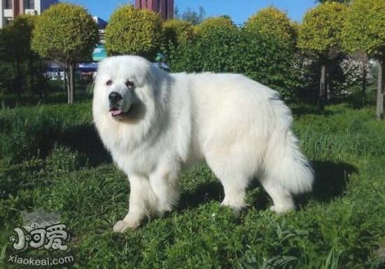 大白熊犬怎么養(yǎng) 大白熊犬喂養(yǎng)注意事項1
