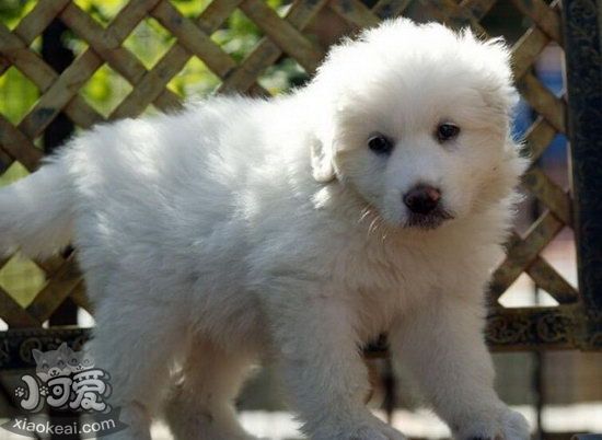 大白熊犬吃什么狗糧好 大白熊犬狗糧選擇推薦1