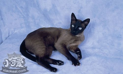 東奇尼貓淚痕怎樣清理 淚痕清理方法