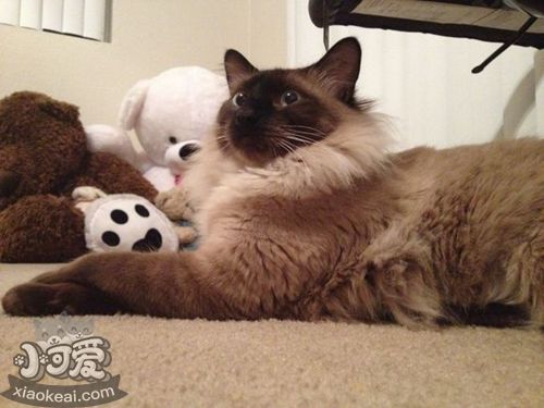 巴厘貓腸炎吃什么藥 巴厘貓腸炎用藥介紹