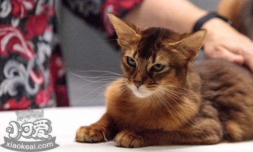 索馬里貓禿毛癬怎么防治 禿毛癬防治方法