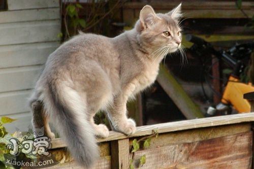 索馬里貓生病怎么辦 索馬里貓生病照顧注意事項