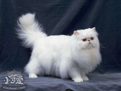 土耳其梵貓子宮蓄膿有什么癥狀 子宮蓄膿癥狀介紹