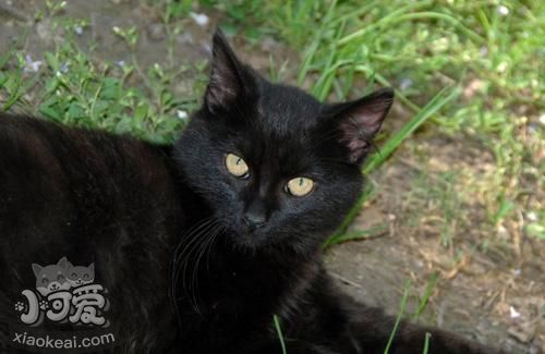 孟買貓拉稀怎么辦 孟買貓拉稀原因介紹