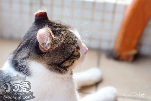 美國卷耳貓有狂犬病嗎 美國卷耳貓狂犬病癥狀