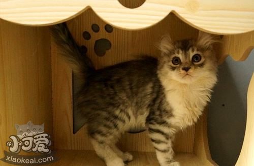 美國卷耳貓身上跳蚤怎么去除 跳蚤去掉方法