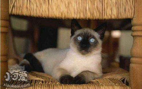 巴厘貓脫水怎么辦 巴厘貓脫水解決辦法