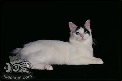 日本短尾貓視網膜炎有什么癥狀 視網膜炎癥狀介紹