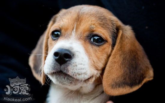 比格犬怎么梳毛 米格魯獵兔犬毛發梳理方法1