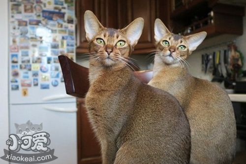 阿比西尼亞貓有血尿怎么回事 阿比西尼亞貓血尿原因