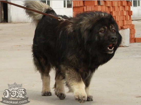 高加索犬吃什么毛色好 高加索犬吃什么對毛發好1